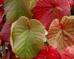 Vitis cognetiae - Early foliage colour
